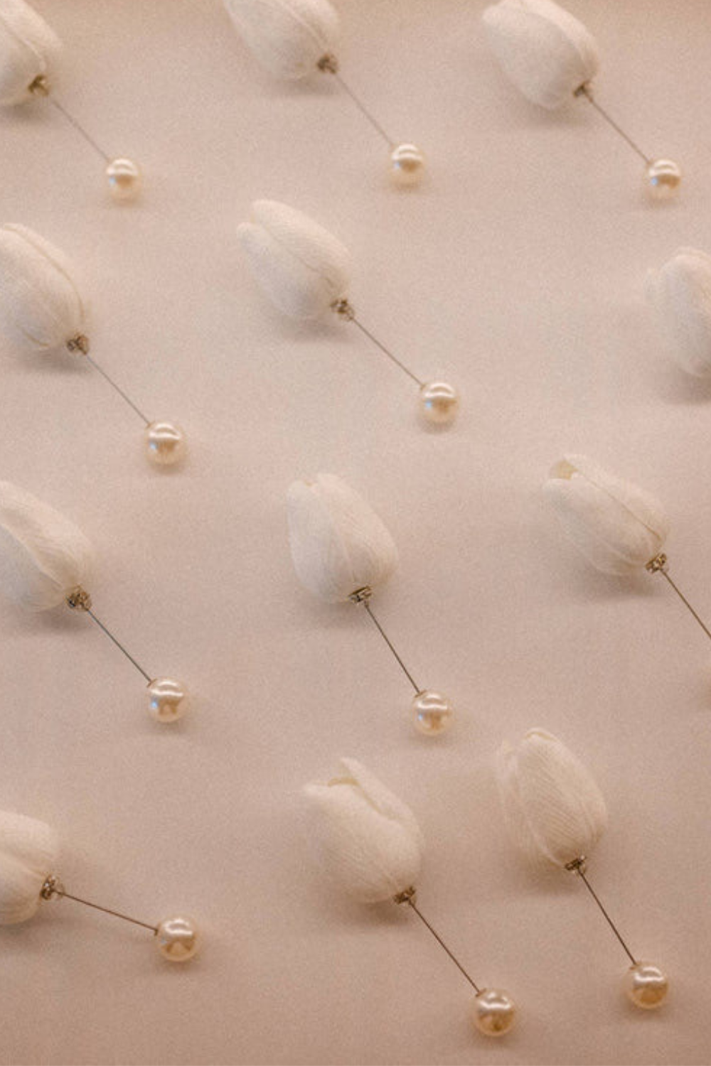 Ace de rever lalea Albă